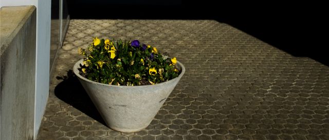 Fotografie von Ketty Bertossi, zu sehen ist eine Briefkastenanlage und ein Beton-Blumentopf mit gelben und violetten Stiefmütterchen, gepflasterter Boden bei einem Hauseingang