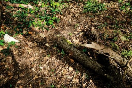 Waldboden mit grünen Blätterm und Ast