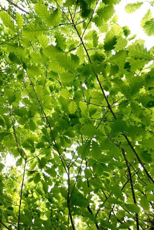 Jungbäume im Hardwald