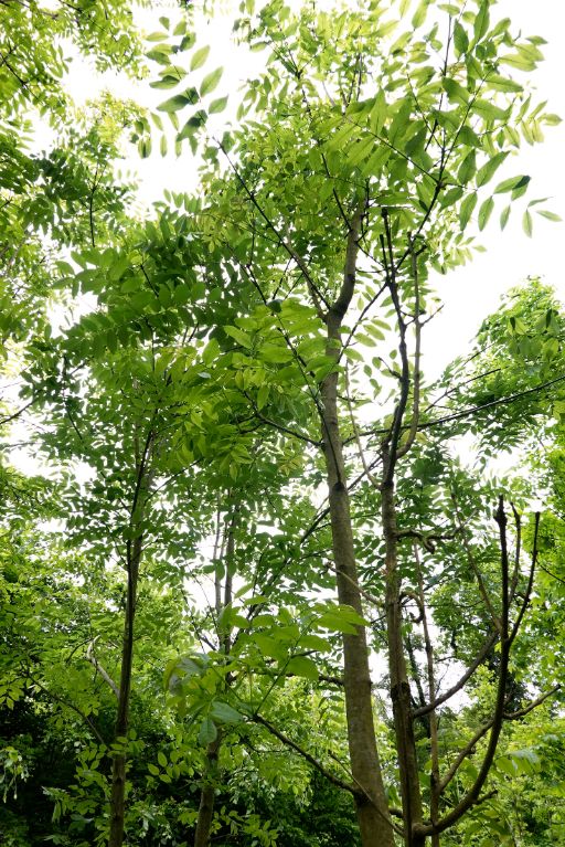 Jungbäume im Hardwald