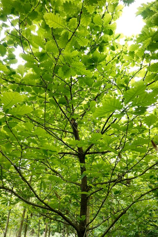 Jungbäume im Hardwald