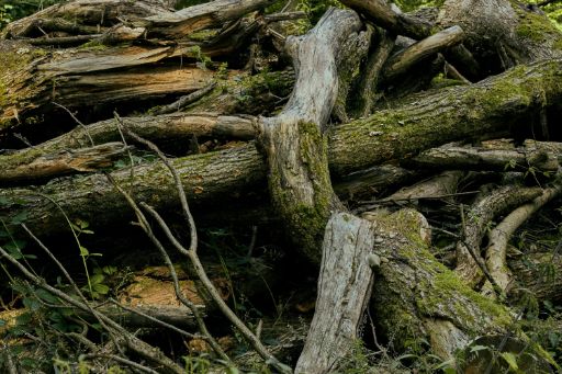 Holz