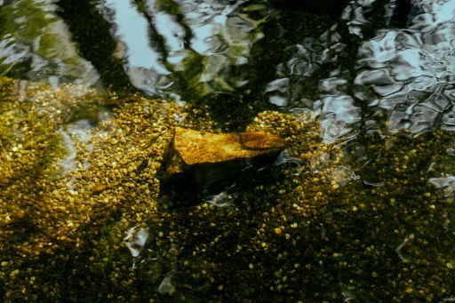 Wasser