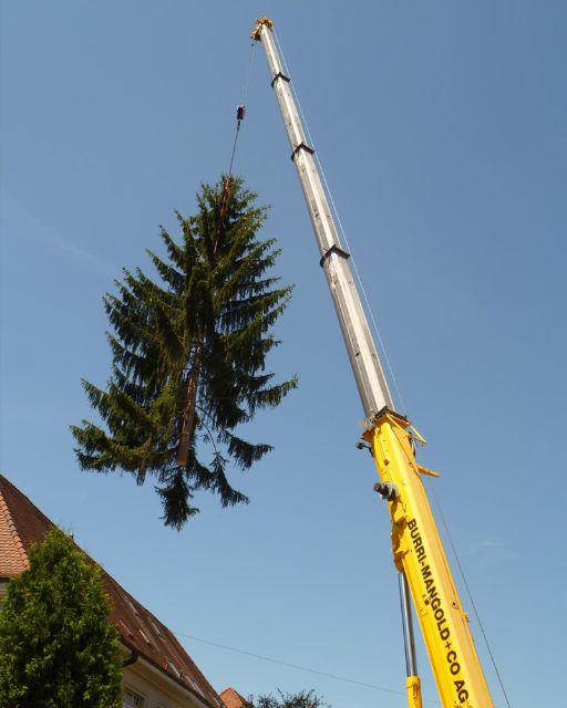 Baumfällung