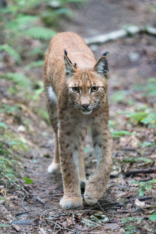 Eurasischer Luchs