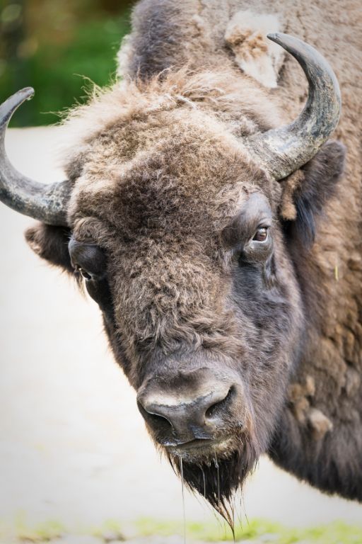 Ein Wisent schaut direkt in die Kamera